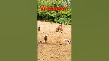Vrindavan ❤️ #vrindavan #monkey #viral #shorts #trending #youtubeshorts