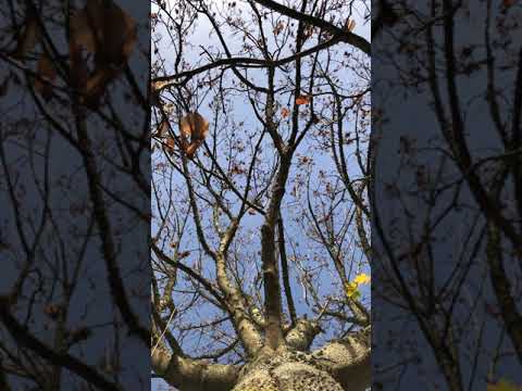 Norway Maple -