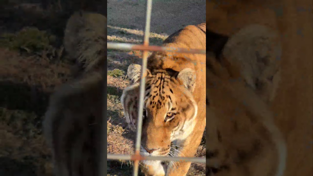 White Tiger and T-Liger are out for a morning stroll while waiting for their snacks (a.k.a. meds)