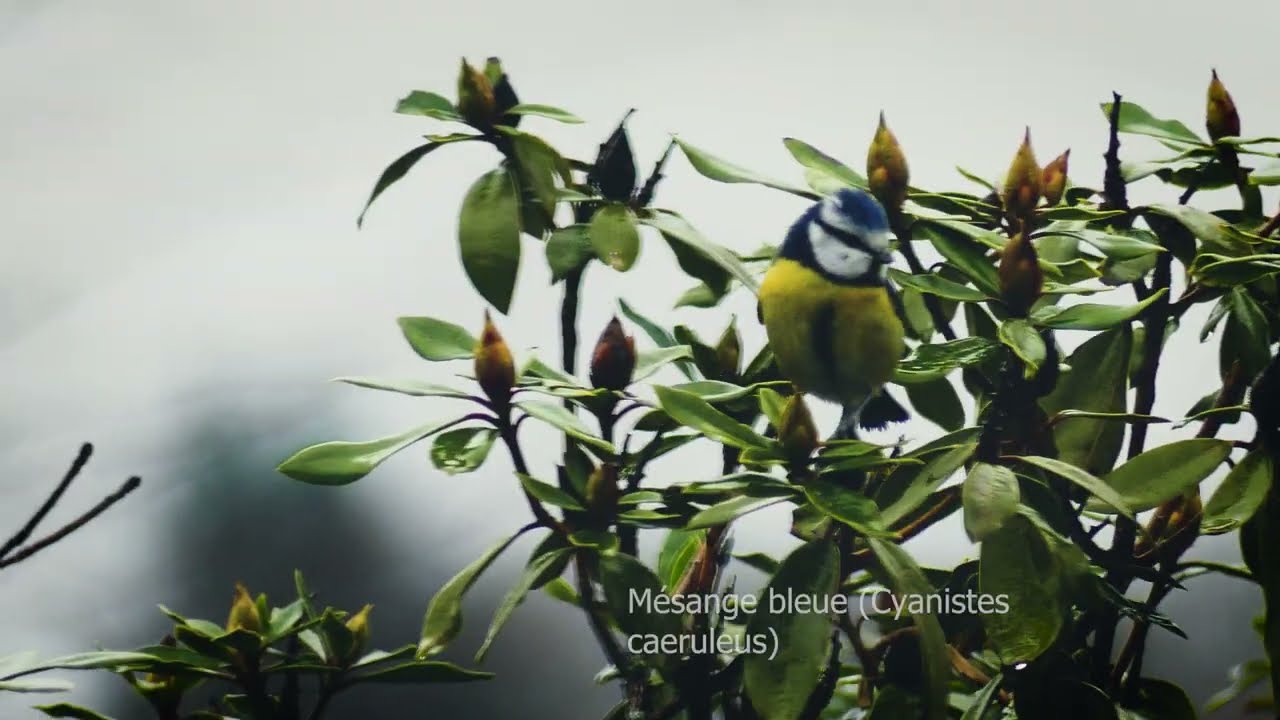 Saison 1, épisode 3: Les anges de la pluie