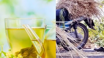 BÀI THUỐC NAM TỪ RỄ CỎ TRANH