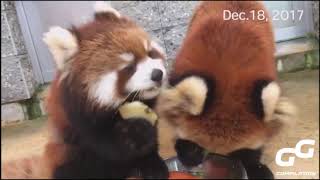 Ailurus fulgens Red Panda Compilation 2020