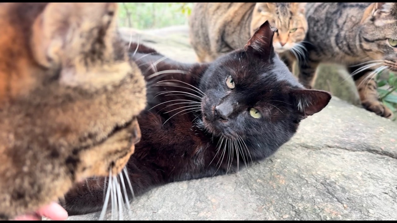 頼もしいボス黒猫どんちゃんの周りに集まってのびのび猫集会 - YouTube