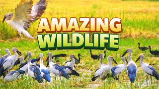 Burungburung Liar Yang Menakjubkan Di Sawah   Film Dokumenter Alam