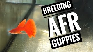 Breeding Albino Full Red Guppy Part 1: AFR Guppies