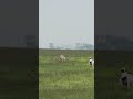 Hounds vs rabbit 🐇, Hare rabbit 🐇 hunting adventure #ferreting#rabbit#hunting#adventure#trending#