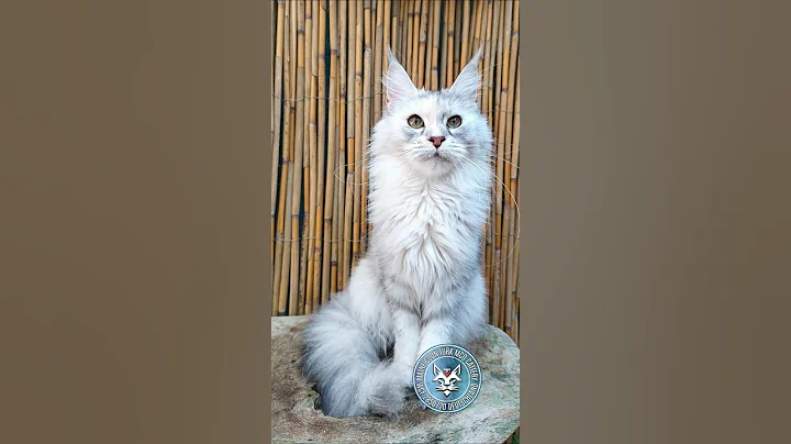 Video 11584691: coon big cat mainecoon, mains coon cat mainecoon, mainecoonkitten