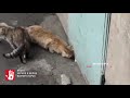 Без еды и воды. В Магнитогорске жители многоэтажки пытаются спасти котят, которых закрыли в подвале