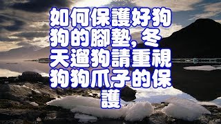 如何保護好狗狗的腳墊,冬天遛狗請重視狗狗爪子的保護 by Pets TV 230 views 6 years ago 6 minutes, 7 seconds