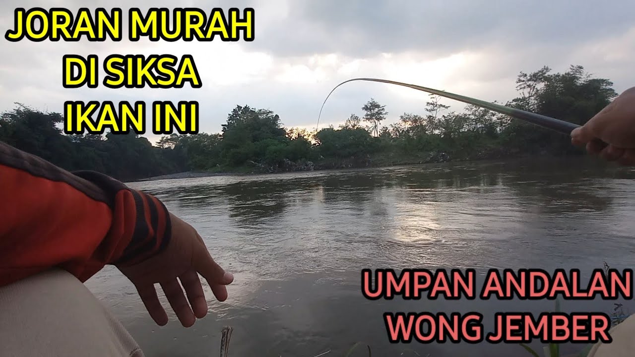 Mancing liar di sungai Bedadung Jember... Durasi 20 menit
