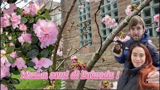 Indahnya musim semi di Belanda 💐🌸🌷