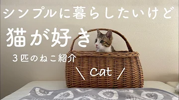 Download 猫 おしゃれ 壁紙 Mp4 Mp3