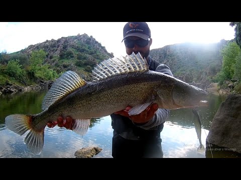 Vídeo: Pesca De Lúcio No Verão