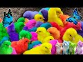 Tangkap Ayam Lucu, Ayam Warna Warni, Ayam Rainbow Gokil, Kelinci, Kucing Lucu, Bebek, Hewan Lucu #02