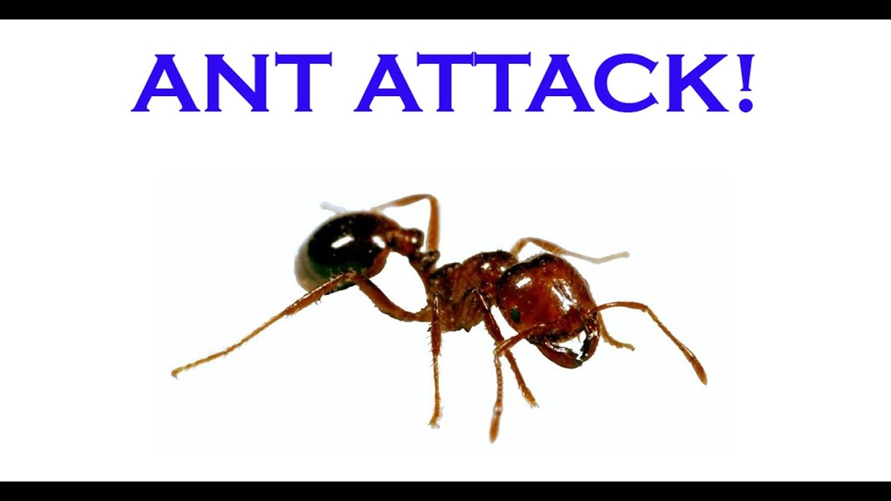 Drought And Biting Ants!  Wisconsin Garden Upadate