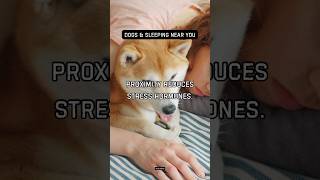 Dogs prefer sleeping close to humans. Proximity reduces stress hormones.