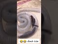 مطاردة جرذان