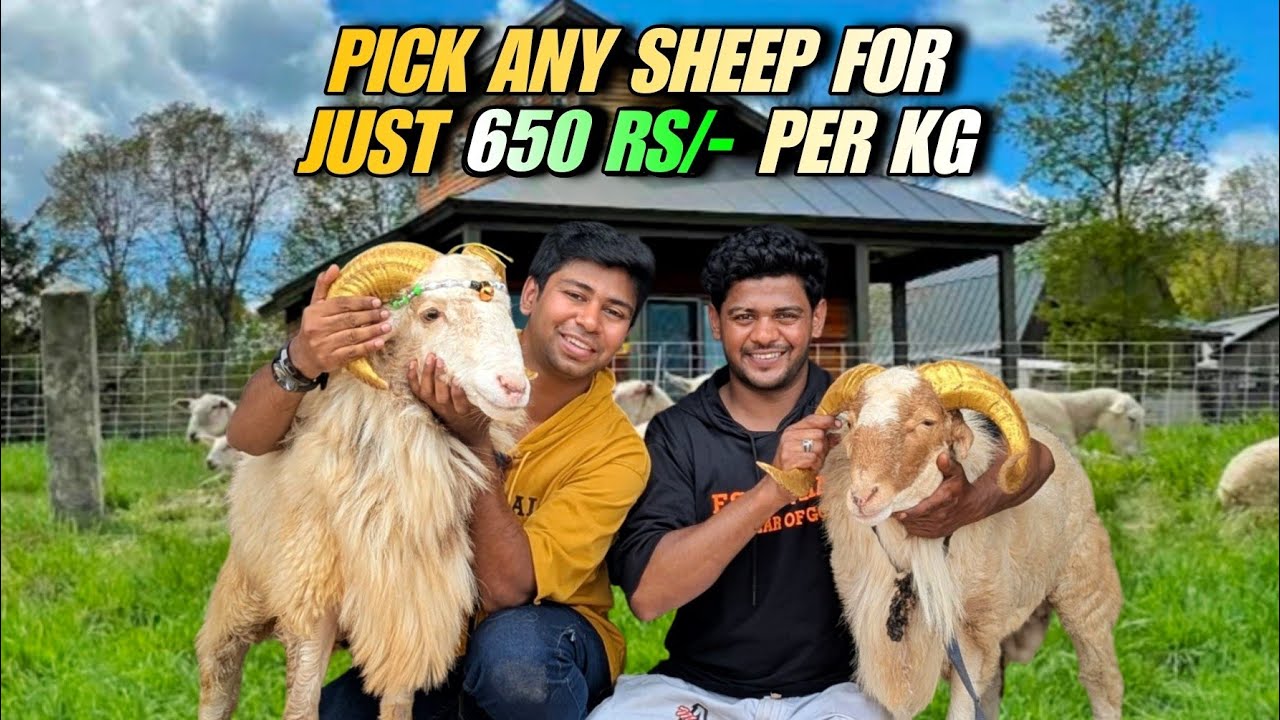 Best sheep collections for this bakrid 2025 pick any sheep for 650 Rs/- per kg in Qiswa sheep Farm