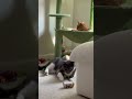 Cats being cats #shorts #cats