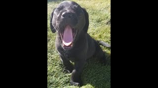Day One - Good morning Black lab puppy