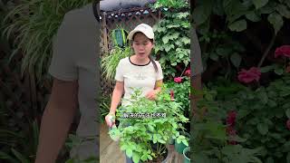 Title: Stop The Spotting! Rose Leaf Care Tips for a Flourishing Garden
