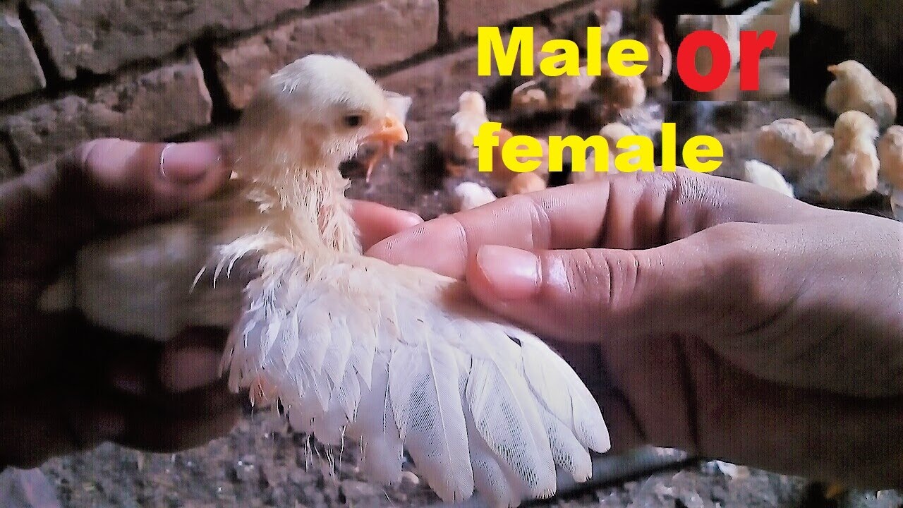 How to Identify Male and Female Chicks YouTube