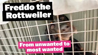 Freddo the Rottweiler  from unwanted to most wanted