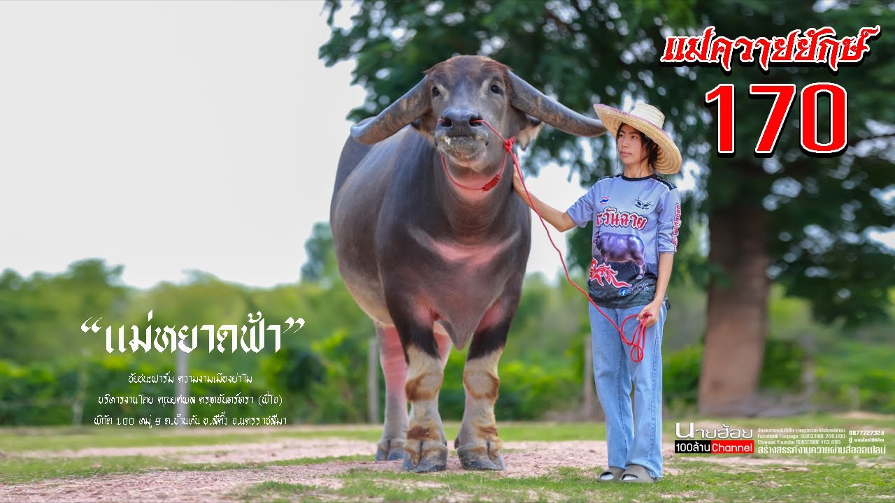 หยาดฟ้า แม่ควายไซค์ยักษ์ สูงถึง 170 บ้าไปแล้วววว