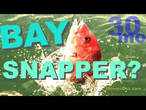 FIMountain toursNG RED SNAPPER IN THE BAY CorHelmet Christi Texas - Native kayaks