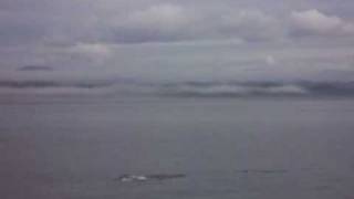 Dolphins on the Alaska Marine Highway