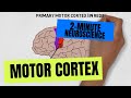 2minute neuroscience motor cortex