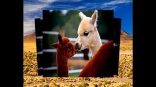Inti-Illimani. " Mis llamitas ". Cantos de pueblos andinos.