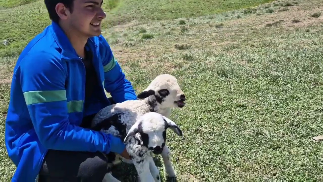 Mesudiye Beyağaç (Zile) yaylası..