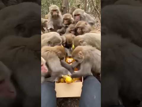 قرد يأكل خبز القرد المشاكس قرد كيوت قرد لطيف تربية الحيوانات حديقة الحيوانات مقطع مضحك قرد يأكل خبز القرد المشاكس قرد كيوت قرد لطيف تربية الحيوانات حديقة الحيوانات مقطع مضحك