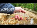 Fly Fishing for Wild Rainbow Trout in a small stream!