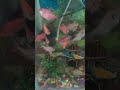 Happy  Fishes | Daily Fish Update | Widow Tetra Fish