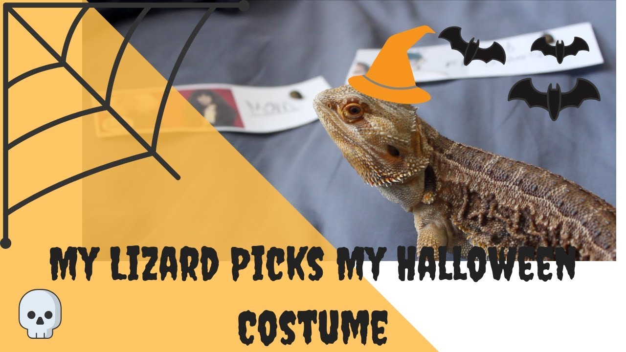 cute animal videos short My Lizard Picks My Halloween Costume | WinslowThaDragon