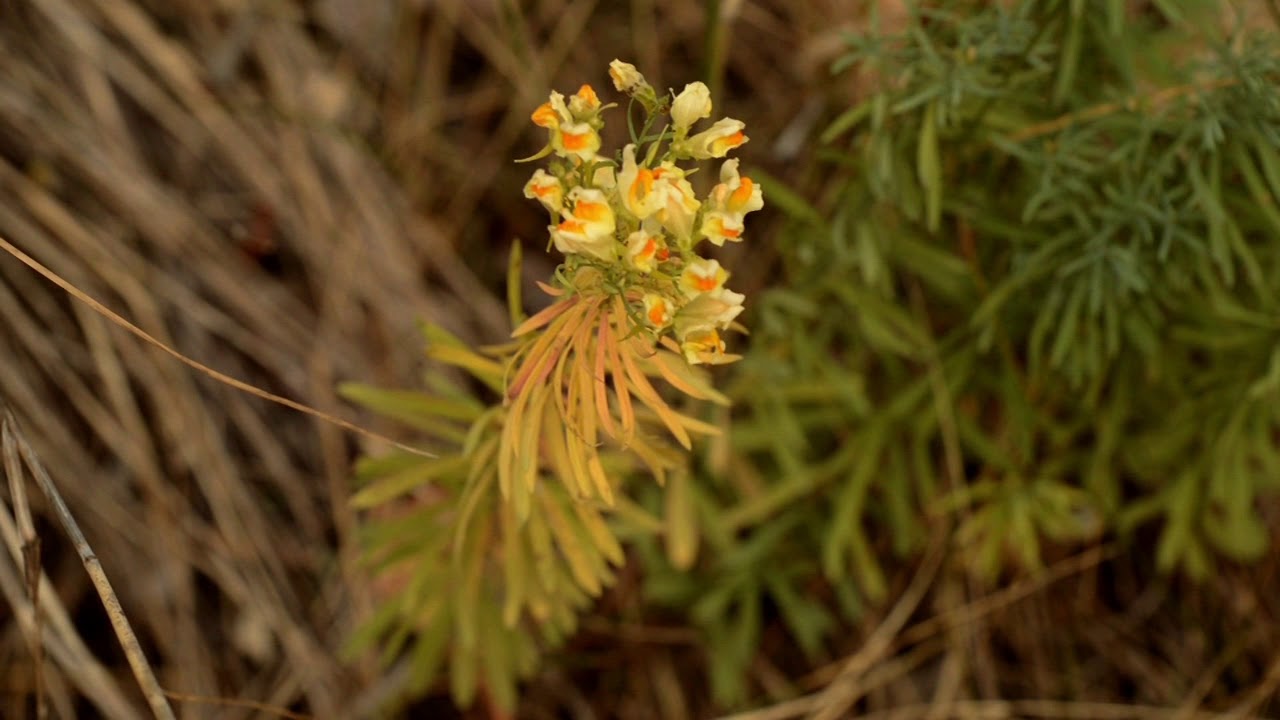 Wednesday Weed of the Week: Yellow Toadflax