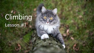 Climbing Lesson for CATS | teaching Cat how to climb a tree by FurryFritz - Catographer 5,733 views 3 years ago 3 minutes, 11 seconds