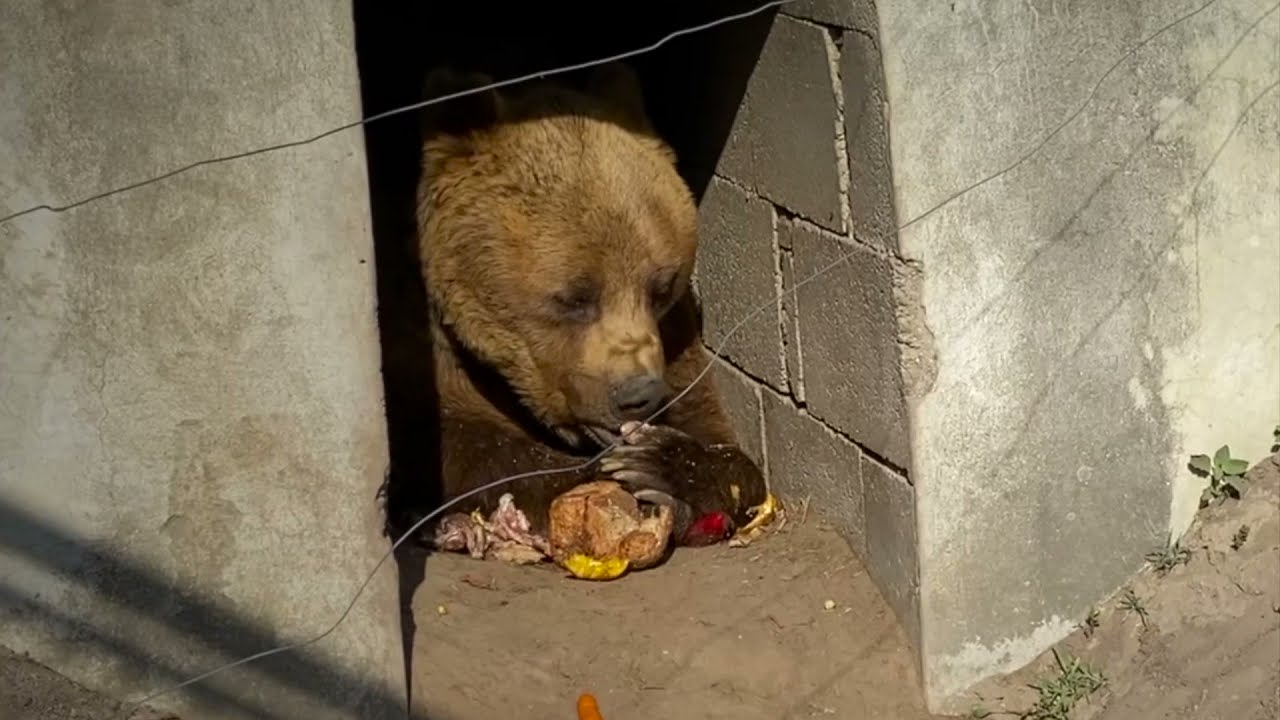 1 tonna zöldség, 200 kg húsáru | etetés a Medveotthonban 2021 nyarán