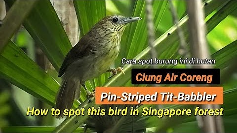 Zo spot je de gestreepte meesbabbelaar in het bos | Sabahan Vogelen in Singapore