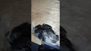Swiftlet babies are grown