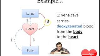 Heart Matters (Part 2): Why your heart matters