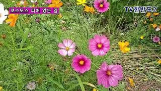 TV한반도2 -가을의 서정 코스모스 피어 있는 길(211005)
