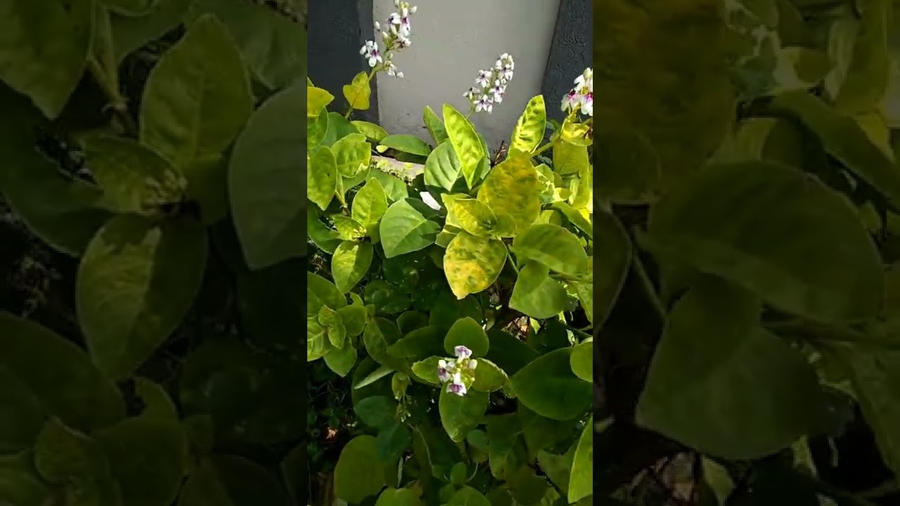 Pseuderanthemum reticulatum with flowers