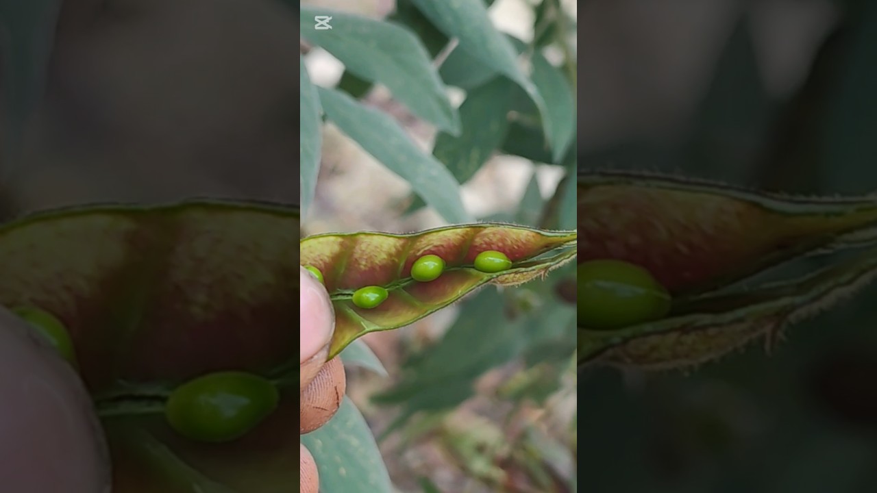 Cotton pea is a very interesting dish rustic roots tv 