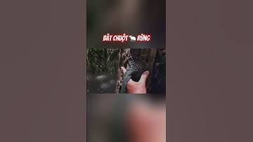 Phát Hiện Con Chuột Rừng To Nằm Ló Cái Lưng Bự Chà Bá Trong Bọng Cây Bần #shorts #hunting #sanbat