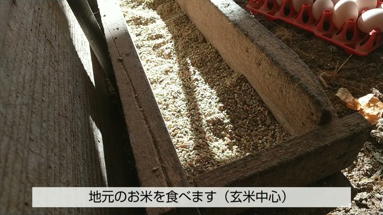 名古屋コーチン平飼い有精卵 48個入り：愛知県産の平飼い｜食べチョク