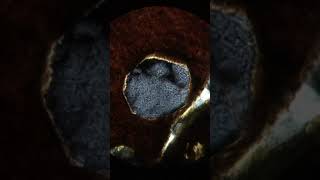 2162-2 | Apatite (XPL)