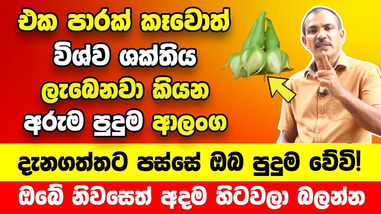 එක පාරක් කෑවොත් විශ්ව ශක්තිය ලැබෙනවා කියන මොනාද මේ අරුම පුදුම ආලංගා? | ඔබේ නිවසෙත් අදම හිටවලා බලන්න
